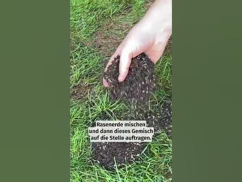 Wie kann man im Rasen Lücken schließen? 😄 foryou nachsaat lawn 