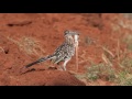 Roadrunners and quail