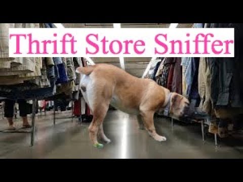 service-dog-mavis-the-thrift-store-sniffer