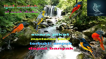 suara pikat semua jenis burung mantenan paling ampuh,