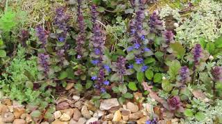 Ajuga Reptans (bugle) plant, Ravenshead, Notts, Sat 13 Apr 24.