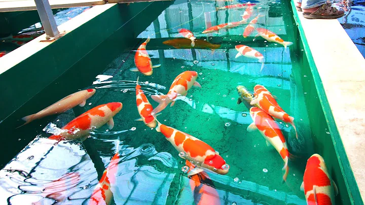 This is the Most Expensive Koi Fish ever sold! ($ millions)