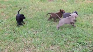 Labrador Retriever Puppies For Sale
