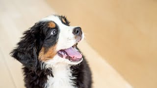 Bernese Mountain Dog Litter Size and Care