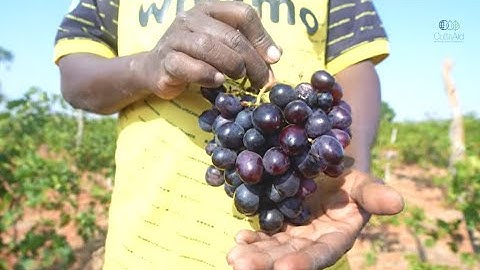 Unlocking The Grape Value Chain In Dodoma - The Agricultural Helix In Action