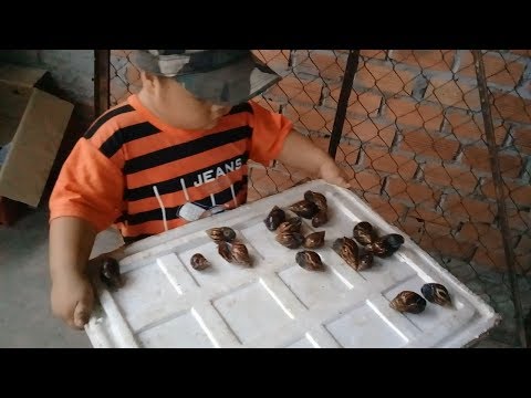 Video Đồ chơi trẻ em bé pin đi bắt ốc sên ❤ PinPin TV ❤ Baby... - YouTube