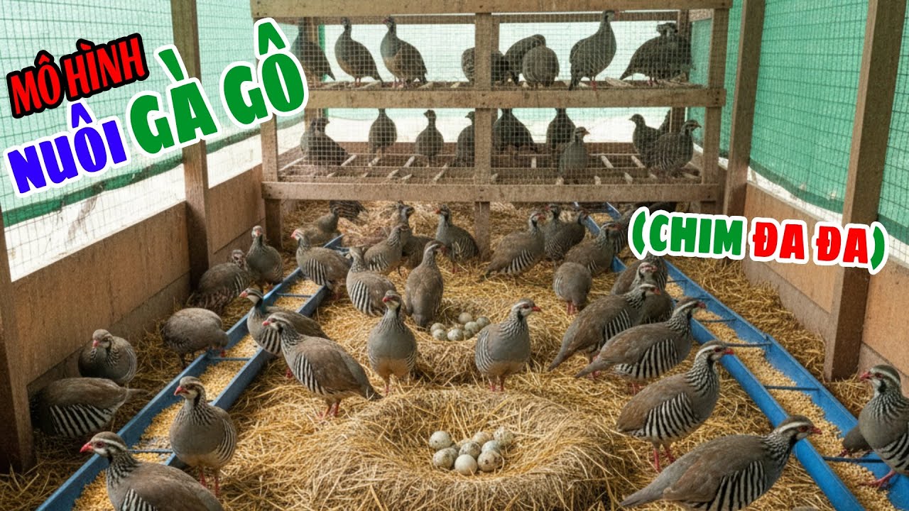 [KỸ THUẬT A-Z] Nuôi Chim Đa Đa (Gà Gô) Siêu Lợi Nhuận: Không Cần Vắc Xin, Đẻ Quanh Năm, Lãi Nửa Tỷ
