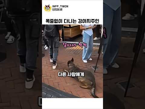 목줄없이 다니는 강아지주인#강아지 thumbnail