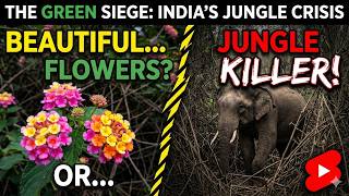 This Plant Is Taking Over India यह पध पर भरत म फल रह ह