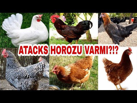 Horozu olan yumurtacı tavuk ırkları?!?#atackshorozu #yumurtatavuğu #tavukçiftliği #atackshorozuvarmı