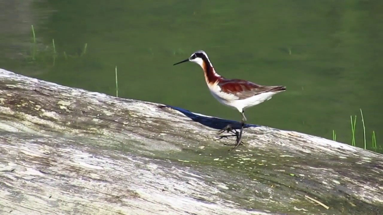 Wilson's Phalarope 