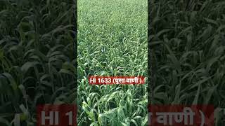 HI 1633 (पूसा वाणी ) गेहूं की किस्म जल्दी पकने वाली HI 1633 (पूसा वाणी ) गेहूं की किस्म जल्दी पकने वाली