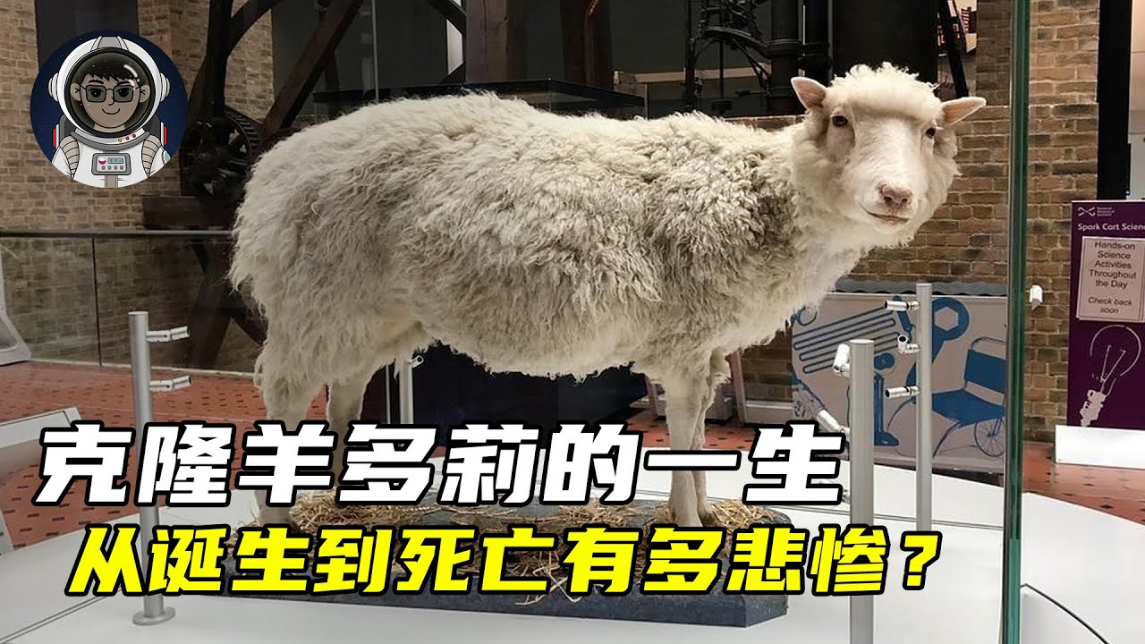 克隆羊多莉的一生,从诞生到死亡有多悲惨? - YouTube