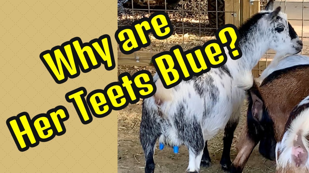 Weaning Baby Goats/Reunited Mom & Baby YouTube