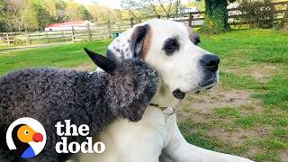 baby goat who could barely stand grows up race her dog brother