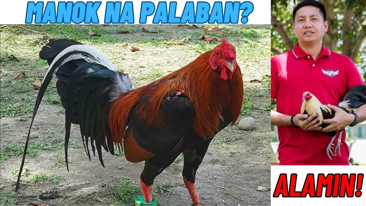 Paano Piliin Ang Manok Na Pwede Ng Ilaban? ALAMIN!