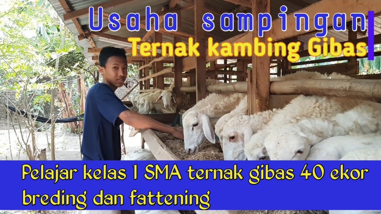 Usaha sampingan ternak kambing gibas 
