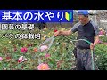 基本の水やり (園芸の基礎) バラの鉢栽培