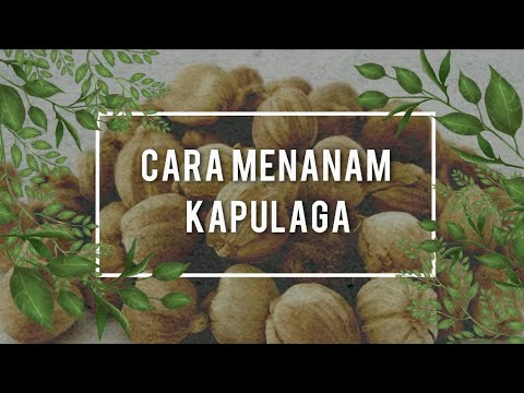Cara Menanam Kapulaga 