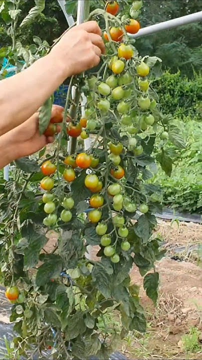 easy-to-pick-cherry-tomatoes-youtube