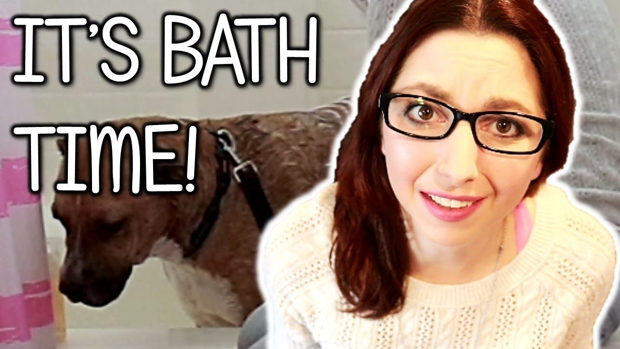 Giving My Dog A Bath! (Baths To Help An Itchy Dog) YouTube