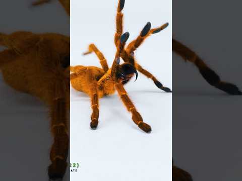 We turned spiders into monsters! #tarantula #spider #pettarantula #tarantulakeeper #pets