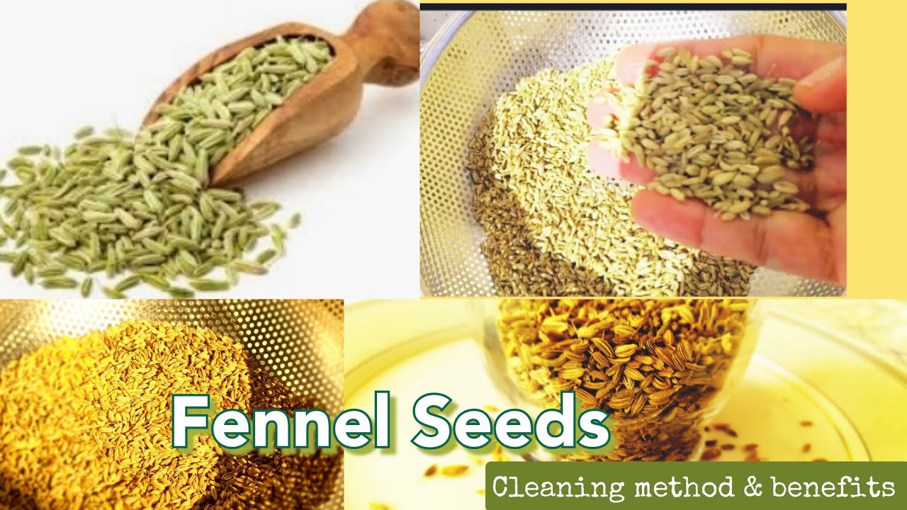How to wash and clean fennel seeds at home health benefits of fennel