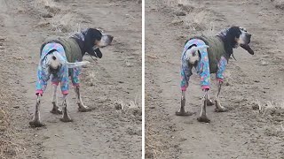 Adventurous dog has some nice 'shoes' make out of mud #shorts