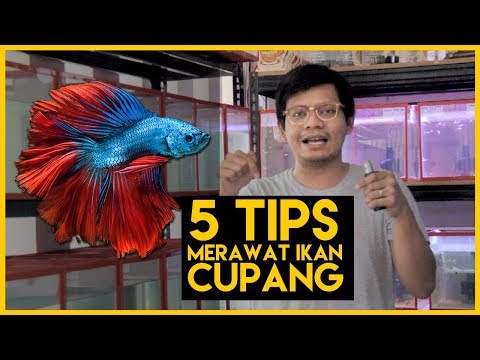 Video: Panduan Perawatan Ikan Betta dan FAQ