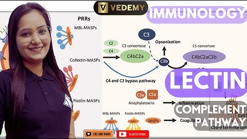 Lectin Complement Pathway and Complement Regulation | Immunology | Dr. Ravina | CSIR | GATE | DBT