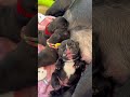 Newborn puppy milk nap #shorts
