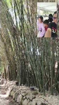 BANYAK BAMBU.. DIMANAKAH INI??? #jalanyangjauhjanganlupapulang