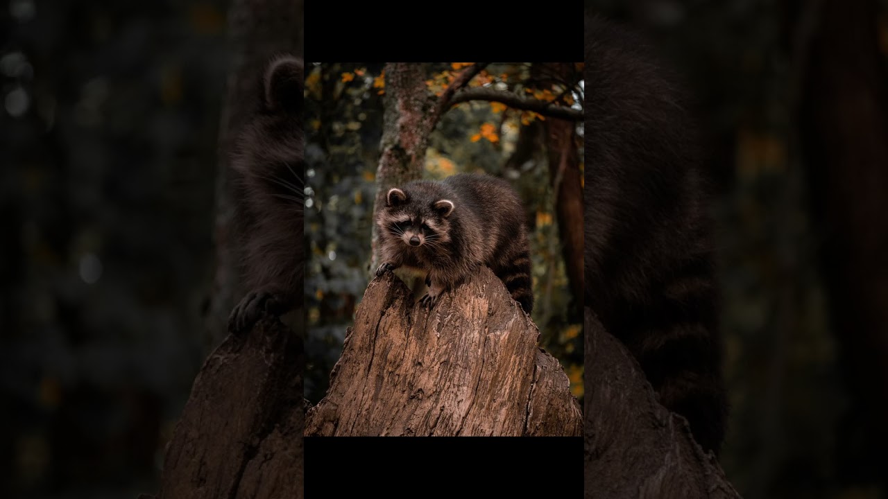 beautiful raccoon from Feldman Ecopark😍 short 