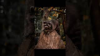 beautiful raccoon from Feldman Ecopark😍 short #photography #shorts #raccoon