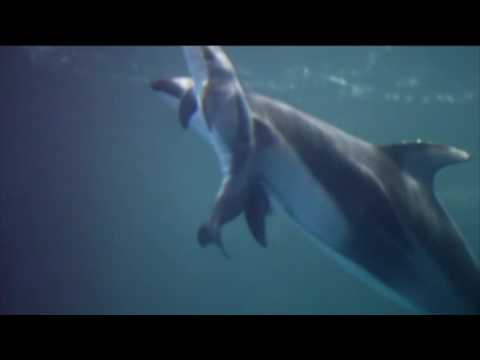 video:-baby-dolphin-born-at-chicago-aquarium