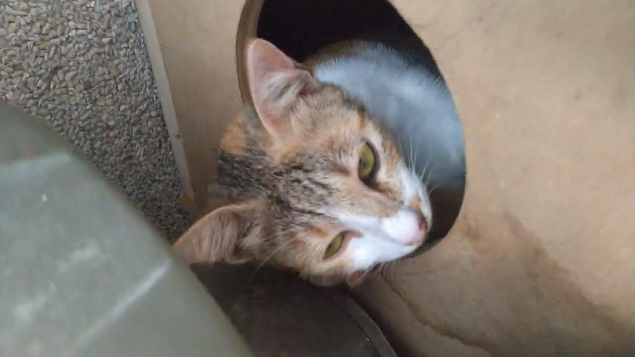 Cat birthing box made of subwoofer MDF and plywood scraps YouTube