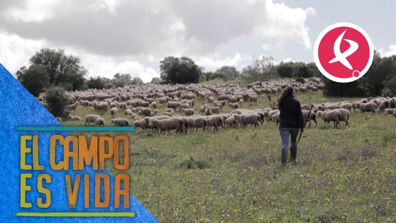 Por esta razón tienes que cerrar siempre las verjas en el campo | El campo es vida