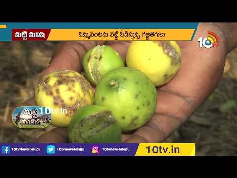 నిమ్మ తోటలో గజ్జి తెగులు నివారణ | Prevention Of Rotting In Lemon Trees | Matti Manishi | 10TV