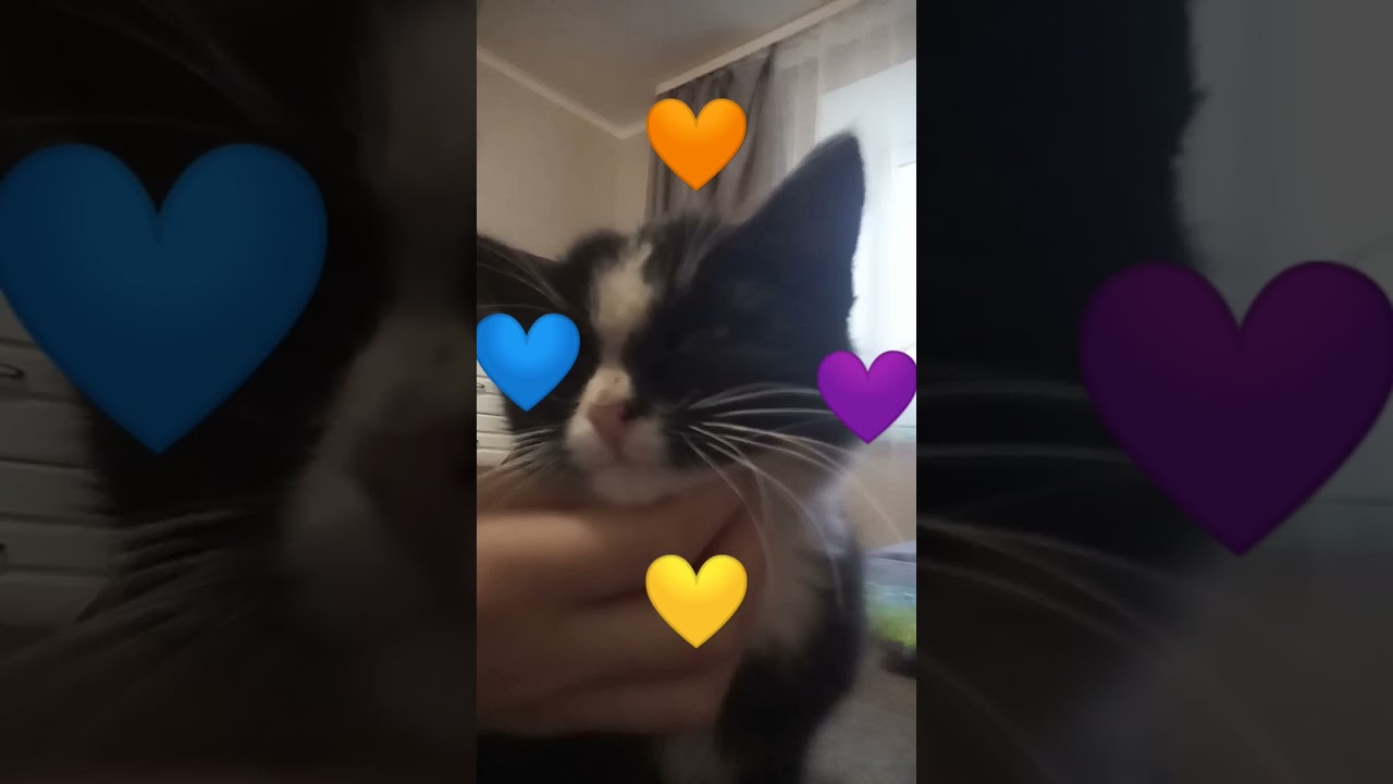 мой любимый котик мурзик! ?????????????????? ? - YouTube