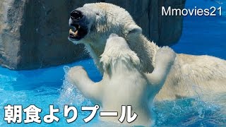 Polar Bears are playing in pool 朝食そっちのけで遊ぶこぐま