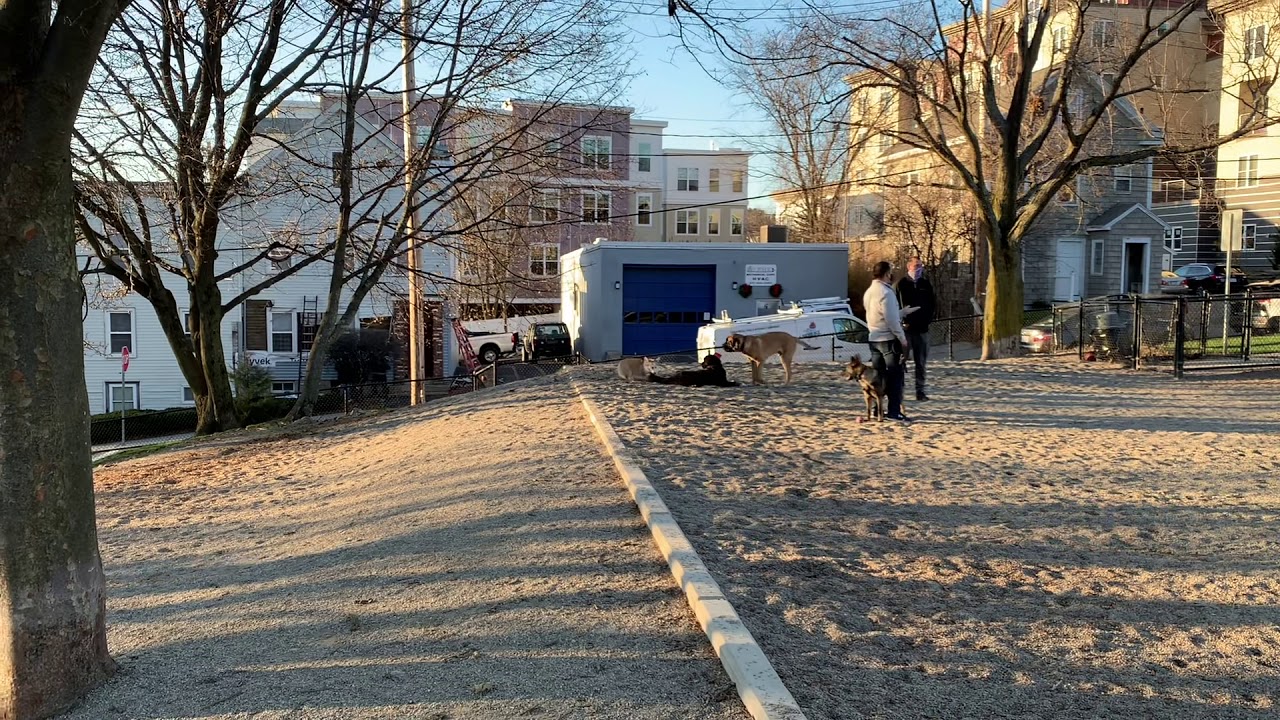 Rocket the corgi plays with the big dogs!