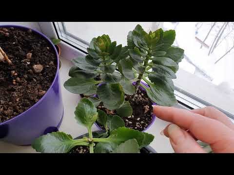 Video: Kommer kalanchoe tilbake hvert år?