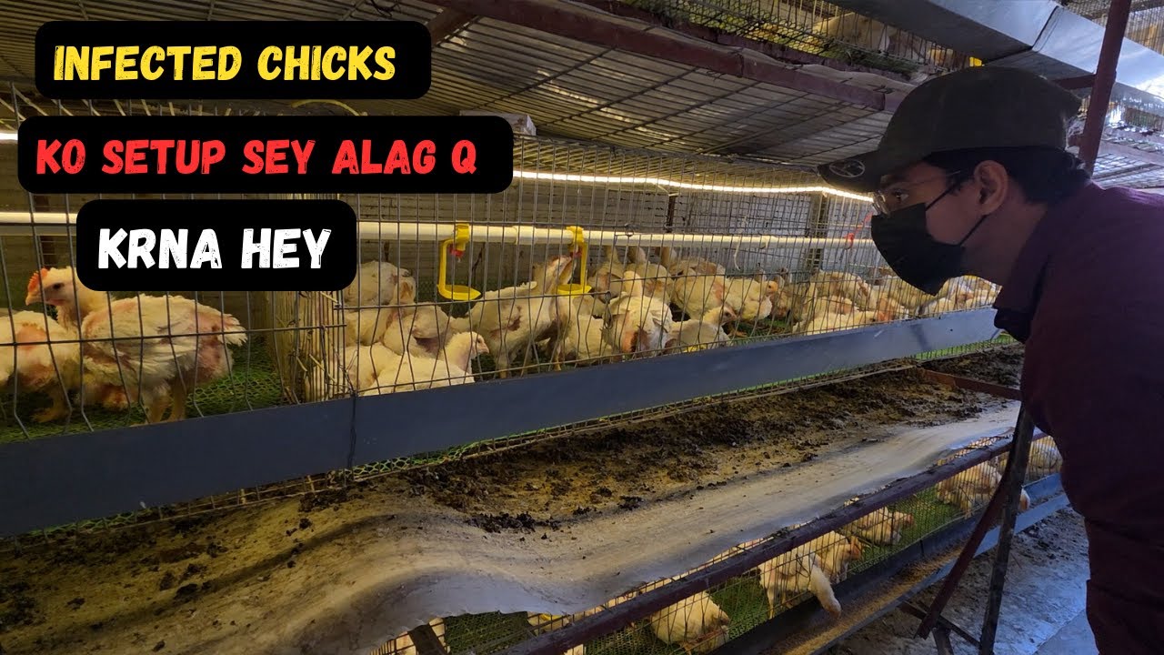 Importance of Culling pen In Broiler Farming | Broiler Chicks ko Aj Queta Diliverd kr Dyea aj