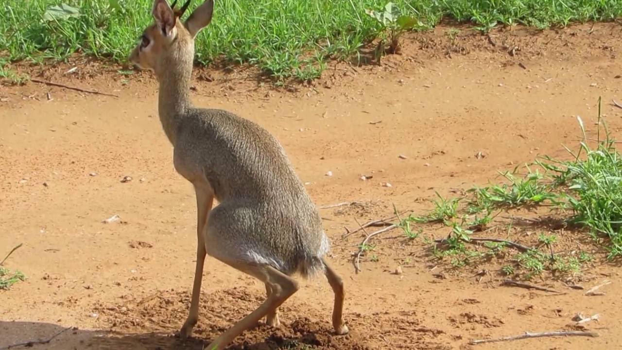 Dik Dik Poops and Saves it for Winter YouTube