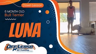 Luna 6 Month Bull Terrier Puppy Off Leash K9 Training Phoenix