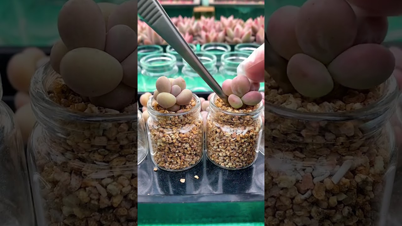 DIY Mini Glass Succulent Terrarium | Easy Home Decor Ideas