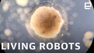 Researchers create the world's first living, programmable robots