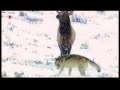 Wolf pack (Yellowstone Druid pack) vs Elk (Waipiti)