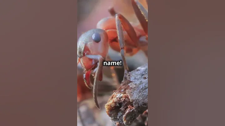 Top 5 Creepiest Insects You Won't Believe Exist!