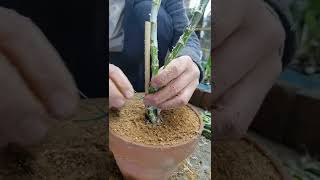 How Amazing To Grow Orchids Propagate Plant Fast And Easy